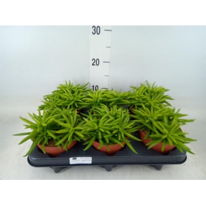 Peperomia ferreyrae 'Happy-Bean'