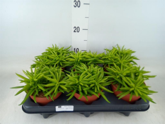 <h4>Peperomia ferreyrae 'Happy-Bean'</h4>