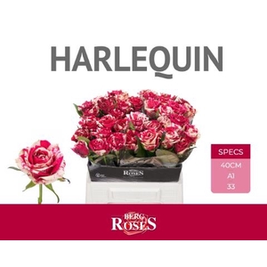 Rosa large harlequin