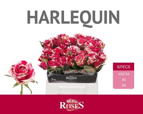 <h4>Rosa large harlequin</h4>