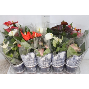 ANTHURIUM VARIADO P12