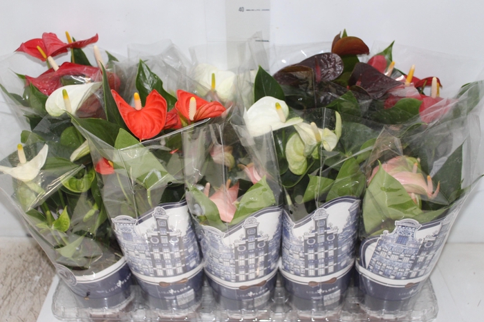 <h4>ANTHURIUM VARIADO P12</h4>