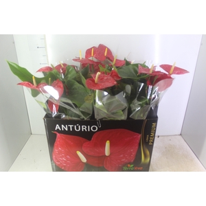 ANTHURIUM MICHIGAN P17 PREMIUM