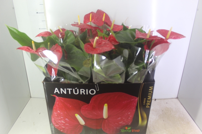 <h4>ANTHURIUM MICHIGAN P17 PREMIUM</h4>