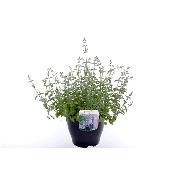 <h4>Nepeta faassenii Six Hills Giant</h4>