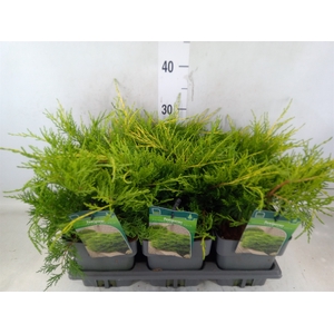 Juniperus pfitz. 'Old Gold'