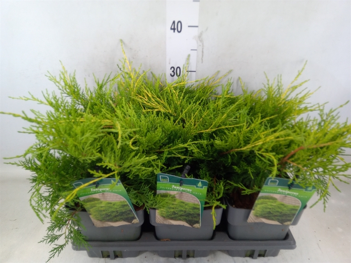 <h4>Juniperus pfitz. 'Old Gold'</h4>
