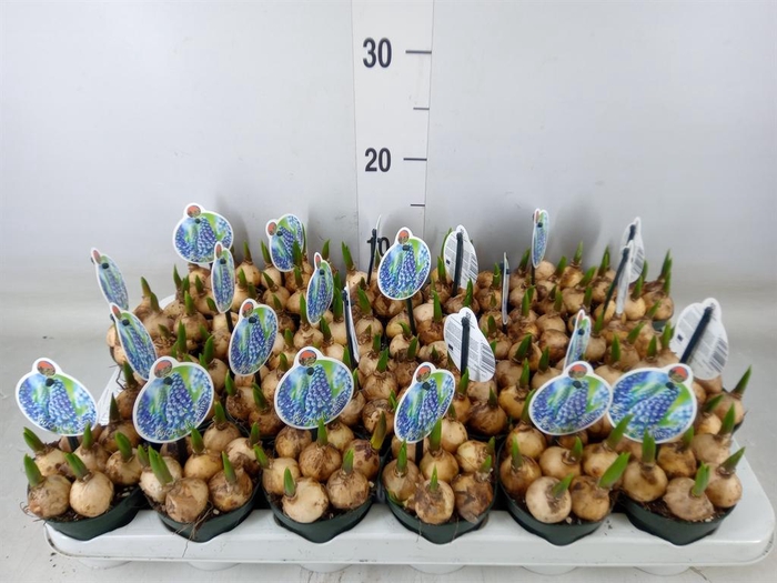 <h4>Muscari  'Big Smile'</h4>