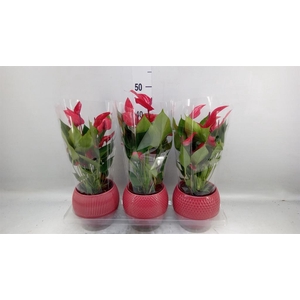 Anthurium  'Banderola Lava'