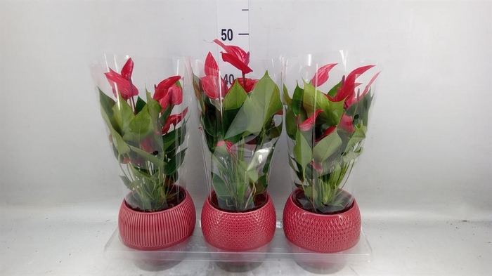 <h4>Anthurium 'Banderola Lava'</h4>