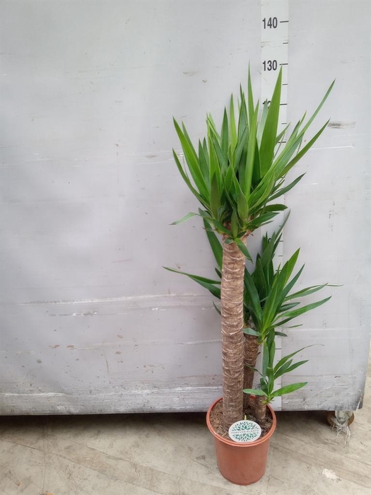 <h4>Yucca   ...</h4>