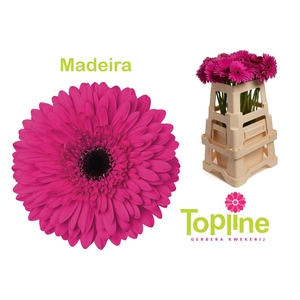 Gerbera Madeira