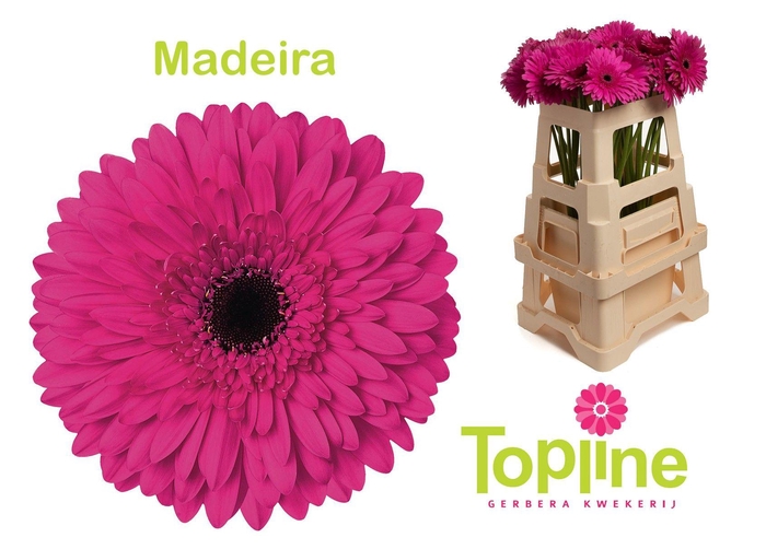 <h4>Gerbera Madeira</h4>