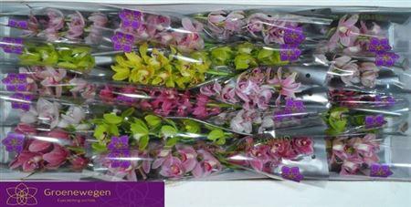 <h4>Cymb Mi Gem</h4>