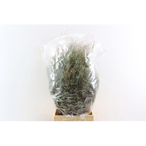 Thym Falso 200gr P Bunch