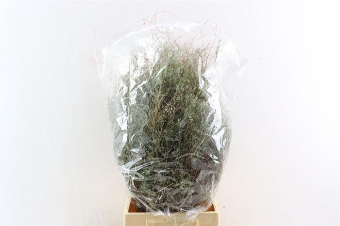 <h4>Thym Falso 200gr P Bunch</h4>