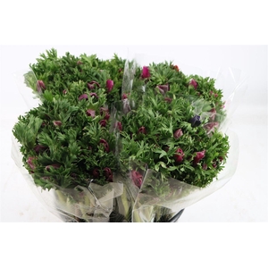 Anem Marianne Orchid