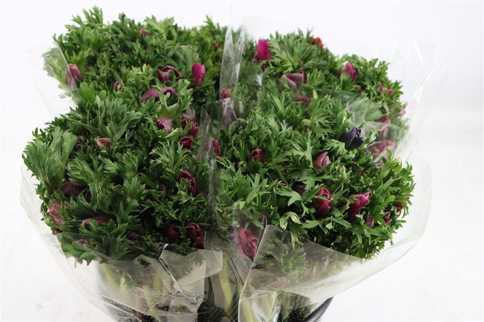 <h4>Anem Marianne Orchid</h4>