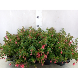 Fuchsia  'Lady Thumb'