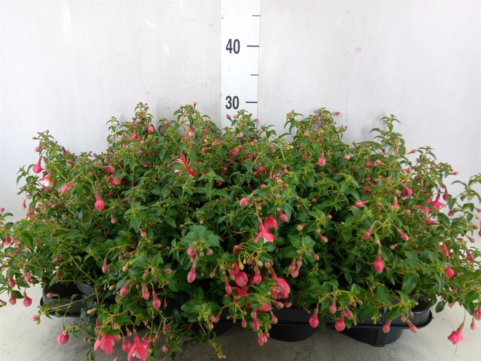 <h4>Fuchsia  'Lady Thumb'</h4>