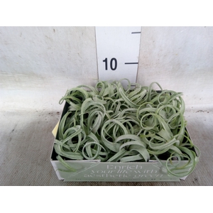 Tillandsia