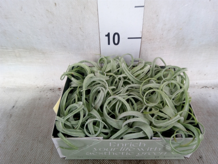 <h4>Tillandsia</h4>