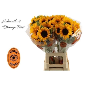 HELIANTHUS AN. 'ORANGE FIRE'