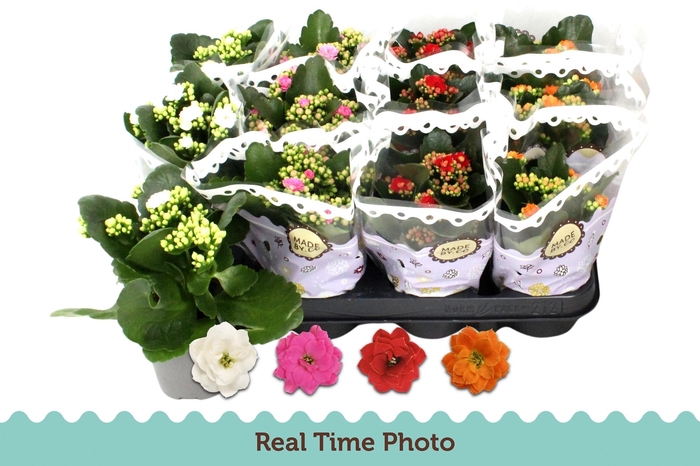 <h4>KAL GE GEM 4 KL</h4>