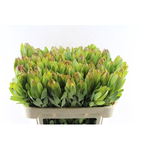 Leucad Saf Goldstrik