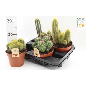 CACTUS GEM