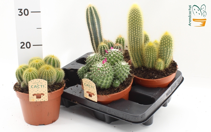 <h4>CACTUS GEM</h4>