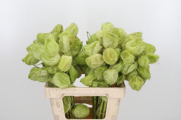 <h4>Asclepia Moby Dick</h4>