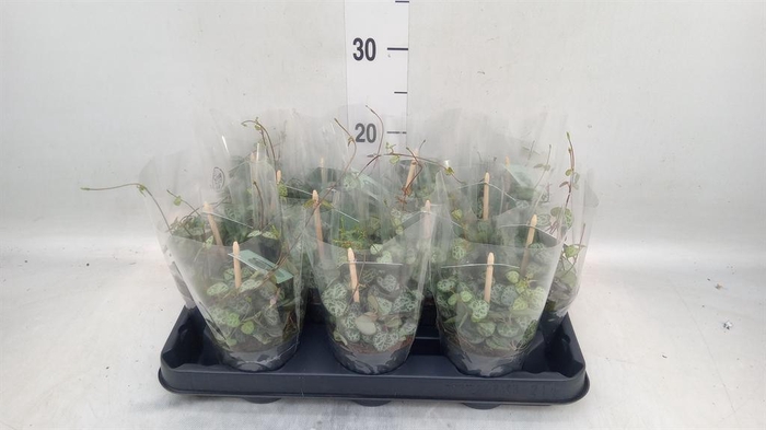 <h4>Ceropegia woodii ssp. woodii</h4>