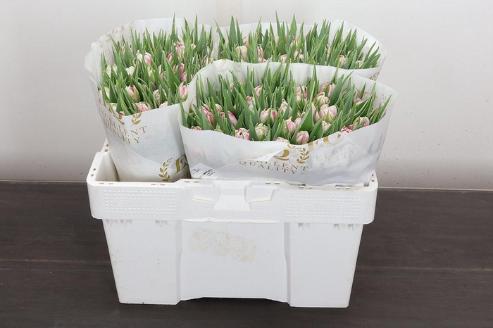 <h4>Tu Du Flash Point</h4>