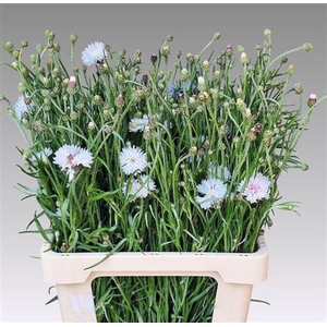 Centaurea Cyanus