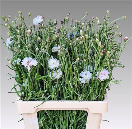 <h4>Centaurea Cyanus</h4>