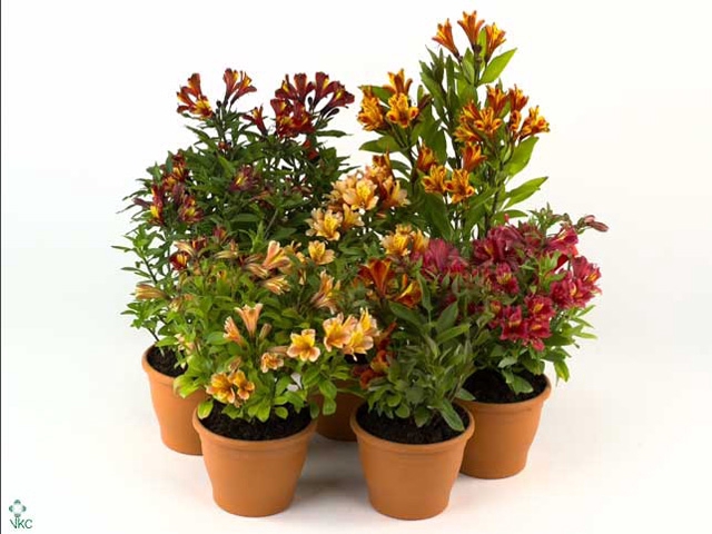 Alstroemeria  'Inca Collection'