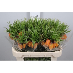 Fritillaria Garlant Star