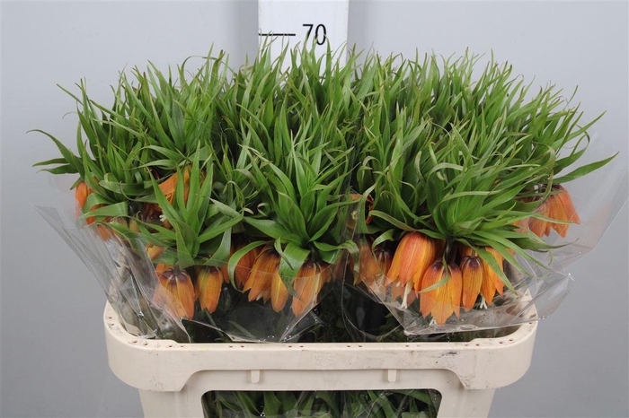 <h4>Fritillaria Garlant Star</h4>