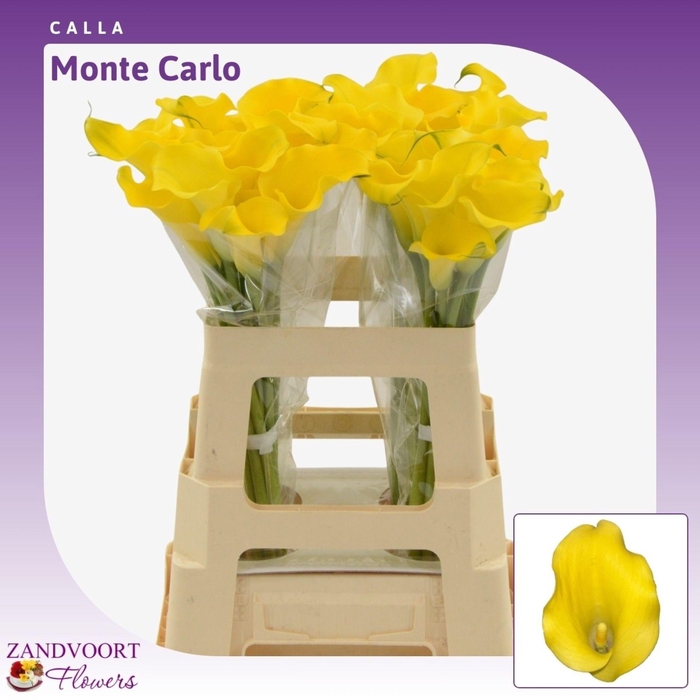 <h4>ZANT MONTE CARLO</h4>