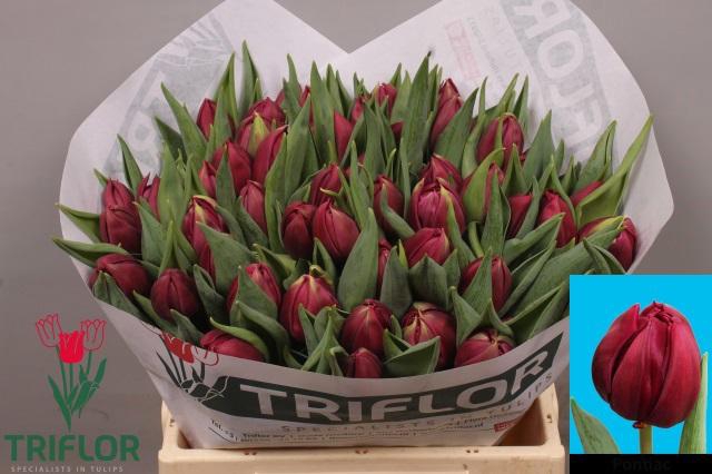 <h4>TU DU PONTIAC</h4>