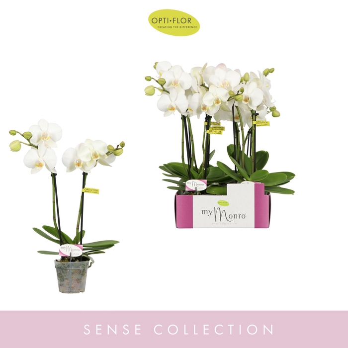 <h4>MyMonro Blondy 2 spike</h4>