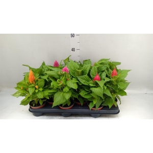 Celosia arg. PL   ...