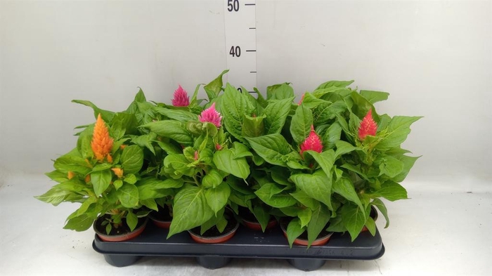 <h4>Celosia arg. PL   ...</h4>