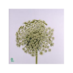 AMMI VISNAGA  GREEN MIST
