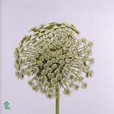<h4>AMMI VISNAGA  GREEN MIST</h4>