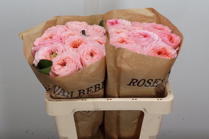 <h4>R Gr Annesley!</h4>