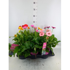 Gerbera  'Garvinea'   ...mix