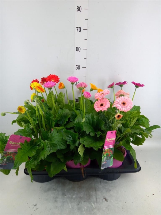 <h4>Gerbera  'Garvinea'   ...mix</h4>