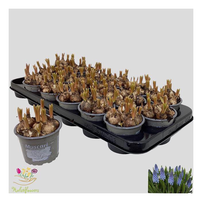 <h4>MUSCAR ARMENIACUM</h4>